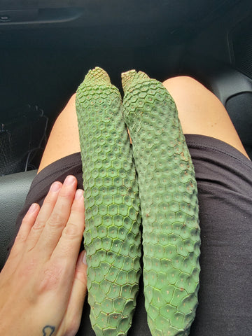 Monstera Deliciosa Fruit