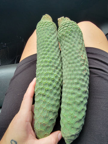 Monstera Deliciosa Fruit