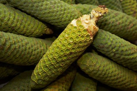 Monstera Deliciosa Fruit