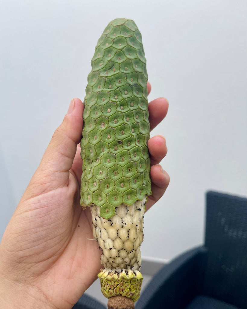 monstera deliciosa fruit for sale near me Monstera Deliciosa Fruit – Sash Fabrics- Jackie