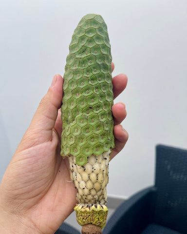 Monstera Deliciosa Fruit