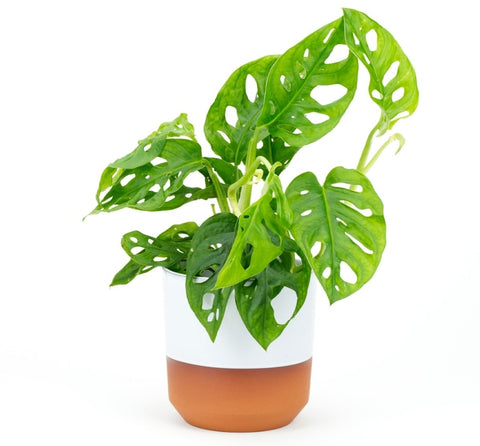 Monstera Deliciosa Plant