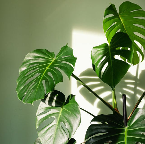 Monstera Deliciosa Fruit